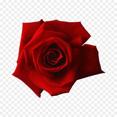 Red Rose, Romantic Flower, Love Symbol, Passionate Flower, Floral Beauty, Valentine's Day Flower, Deep Red Bloom, Floral Bouquet, Garden Flower, Floral Arrangement, Symbol Of Love, Floral Elegance, Vibrant Petals, Fragrant Blossom, Classic Flower, Heartfelt Gift, Symbol Of Romance, Red Rosebud, Love And Desire, Elegant Bloom