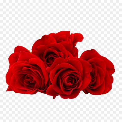 Red Rose, Romantic Flower, Love Symbol, Passionate Flower, Floral Beauty, Valentine's Day Flower, Deep Red Bloom, Floral Bouquet, Garden Flower, Floral Arrangement, Symbol Of Love, Floral Elegance, Vibrant Petals, Fragrant Blossom, Classic Flower, Heartfelt Gift, Symbol Of Romance, Red Rosebud, Love And Desire, Elegant Bloom