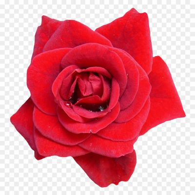 Red-Rose-Transparent-Images-ULPK6DQ8.png