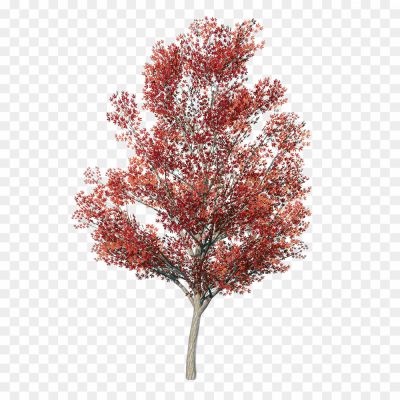 Red-Tree-Transparent-File-V0ULK7PQ.png