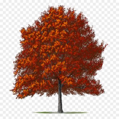 Red-Tree-Transparent-PNG-UW0VGIM5.png