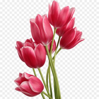 Red-Tulip-Bouquet-PNG-File-H5EOHZHP.png
