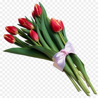 Red-Tulip-Bouquet-PNG-Photos-5NHJBIME.png