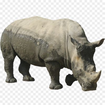 Rhinoceros-Background-PNG-SNONGHU3.png PNG Images Icons and Vector Files - pngsource