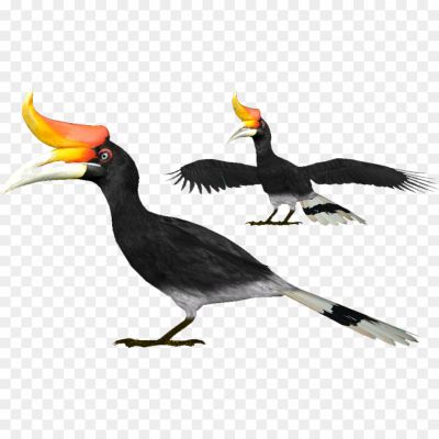 Rhinoceros-Hornbill-Transparent-File.png PNG Images Icons and Vector Files - pngsource