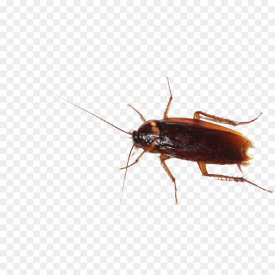 Cockroach, Insect, Pest, Brown, Six Legs, Antennae, Crawling, Scavenger, Nocturnal, Resilient, Household, Dirty, Repulsive, Kitchen, Bathroom, Infestation, Fast, Hiding, Disease Carrier, Pest Control.