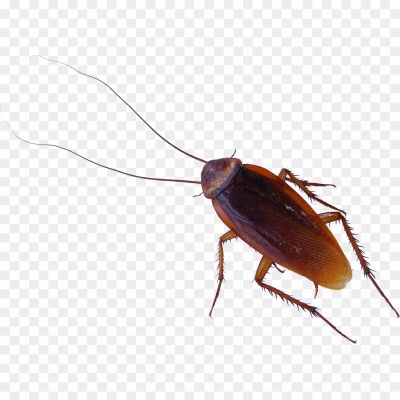 Cockroach, Insect, Pest, Brown, Six Legs, Antennae, Crawling, Scavenger, Nocturnal, Resilient, Household, Dirty, Repulsive, Kitchen, Bathroom, Infestation, Fast, Hiding, Disease Carrier, Pest Control.