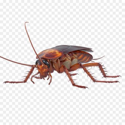 Cockroach, Insect, Pest, Brown, Six Legs, Antennae, Crawling, Scavenger, Nocturnal, Resilient, Household, Dirty, Repulsive, Kitchen, Bathroom, Infestation, Fast, Hiding, Disease Carrier, Pest Control.