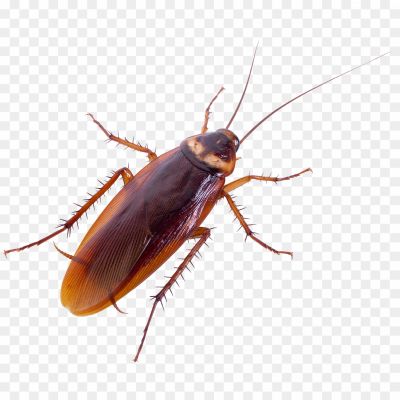 Cockroach, Insect, Pest, Brown, Six Legs, Antennae, Crawling, Scavenger, Nocturnal, Resilient, Household, Dirty, Repulsive, Kitchen, Bathroom, Infestation, Fast, Hiding, Disease Carrier, Pest Control.