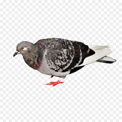 Pigeon, Bird, Feather, Flight, Flock, Wings, Beak, Cooing, Homing, Carrier, Racing, Dove, Symbol, Peace, Urban, City, Perching, Nests, Migration, Intelligent, Agile