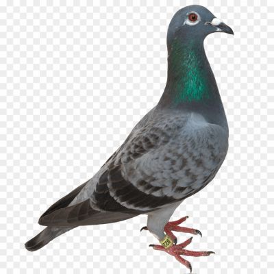 Pigeon, Bird, Feather, Flight, Flock, Wings, Beak, Cooing, Homing, Carrier, Racing, Dove, Symbol, Peace, Urban, City, Perching, Nests, Migration, Intelligent, Agile