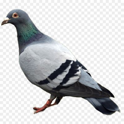 Rock-Dove-Transparent-PNG.png