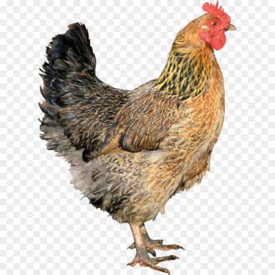 Rooster-PNG-Images-HD.png