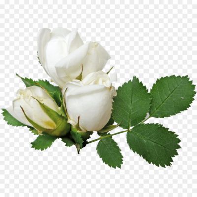 Rose-Flower-PNG-File-QB9K06W1.png