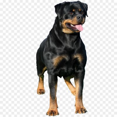 Rottweiler-Free-PNG-GK7S3O09.png PNG Images Icons and Vector Files - pngsource