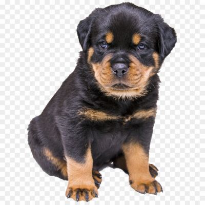 Rottweiler-No-Background-OGLWVZT4.png PNG Images Icons and Vector Files - pngsource
