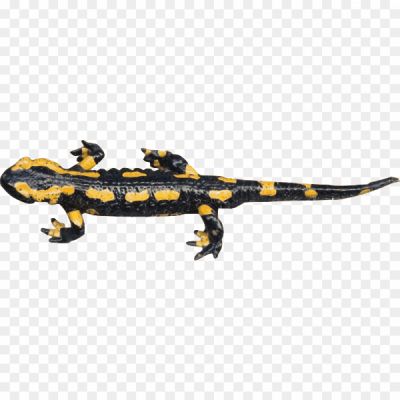 Salamanders-PNG-HD-Quality-0J6P2V44.png