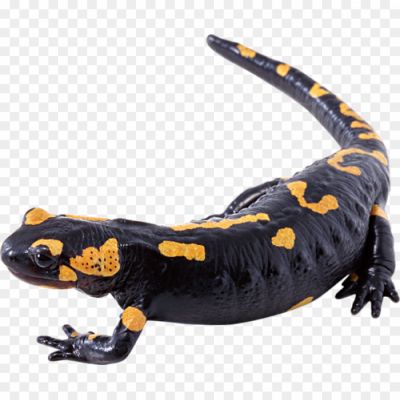 Salamanders-Transparent-Free-PNG-SAHPC6BX.png