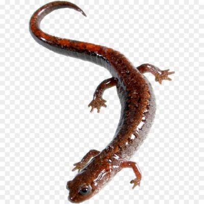 Salamanders-Transparent-Images-LM99JA5N.png
