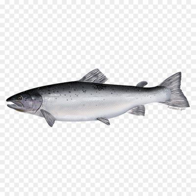 Salmon-Fish-Download-Free-PNG-584ZEU3M.png