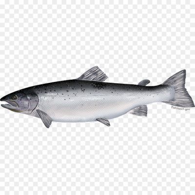 Salmon-Fish-No-Background-4WPM9S0S.png