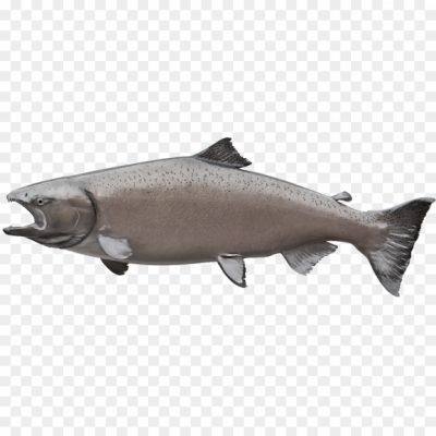 Salmon-Fish-PNG-Free-File-Download-L2Q4YL4U.png