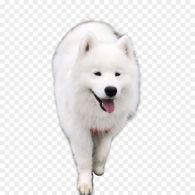 Samoyed-Dog-PNG-Photo-Clip-Art-Image-WN6WE7JD.png PNG Images Icons and Vector Files - pngsource