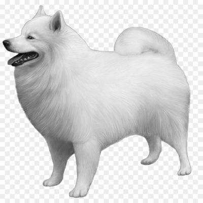 Samoyed-Dog-Transparent-Background-RDE83NAD-PX7NM54R.png PNG Images Icons and Vector Files - pngsource