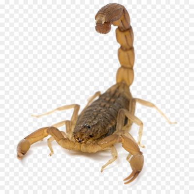 Scorpions, Arachnids, Venomous, Stinger, Predatory, Nocturnal, Exoskeleton, Segmented Body, Scorpion Species, Scorpion Anatomy, Scorpion Behavior, Scorpion Habitat, Scorpion Adaptations, Scorpion Venom, Scorpion Sting