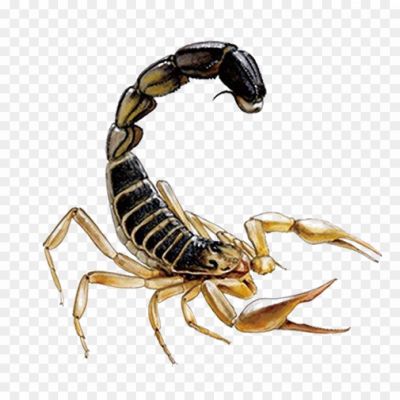 Scorpions, Arachnids, Venomous, Stinger, Predatory, Nocturnal, Exoskeleton, Segmented Body, Scorpion Species, Scorpion Anatomy, Scorpion Behavior, Scorpion Habitat, Scorpion Adaptations, Scorpion Venom, Scorpion Sting