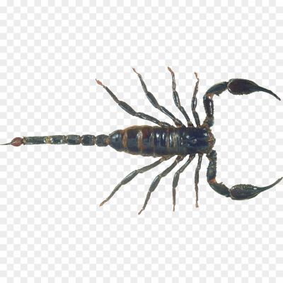 Scorpions, Arachnids, Venomous, Stinger, Predatory, Nocturnal, Exoskeleton, Segmented Body, Scorpion Species, Scorpion Anatomy, Scorpion Behavior, Scorpion Habitat, Scorpion Adaptations, Scorpion Venom, Scorpion Sting