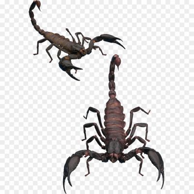 Scorpions, Arachnids, Venomous, Stinger, Predatory, Nocturnal, Exoskeleton, Segmented Body, Scorpion Species, Scorpion Anatomy, Scorpion Behavior, Scorpion Habitat, Scorpion Adaptations, Scorpion Venom, Scorpion Sting