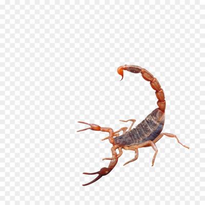 Scorpions, Arachnids, Venomous, Stinger, Predatory, Nocturnal, Exoskeleton, Segmented Body, Scorpion Species, Scorpion Anatomy, Scorpion Behavior, Scorpion Habitat, Scorpion Adaptations, Scorpion Venom, Scorpion Sting