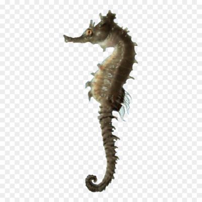 Seahorse, Hippocampus, Marine Creature, Fish, Equine-like Appearance, Curved Tail, Pouch, Camouflage, Slow Swimmer, Unique Reproductive Behavior, Male Pregnancy, Habitat: Coral Reefs, Seagrass Beds, Coastal Waters, Curved Snout, Sensitive To Water Pollution, Endangered, Graceful, Ecosystem Role, Seahorse Conservation
