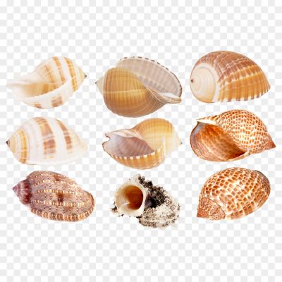 Seashell-Clip-Art-Transparent-File-5VSASFBI.png