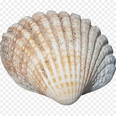 Seashell-Download-Free-PNG-Clip-Art-OULBVMPH.png