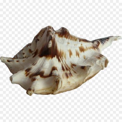 Seashell-PNG-Clip-Art-HD-Quality-1JH17KOP.png