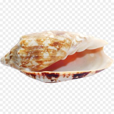 Seashell-PNG-HD-Photos-TYOIV43N.png PNG Images Icons and Vector Files - pngsource