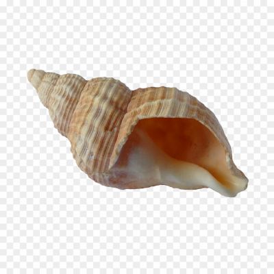 Seashell-PNG-Photo-Clip-Art-Image-JX399DWN.png