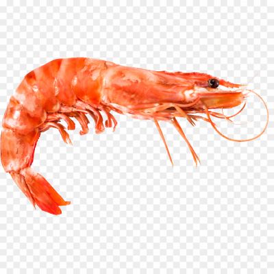 Shrimp-PNG-Background-J7LMIHNC.png