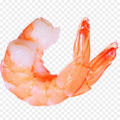 Shrimp-PNG-Free-File-Download-SWEIMYNG.png