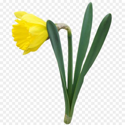 Single-Daffodil-PNG-Clipart-Background-YAYBBJN3.png