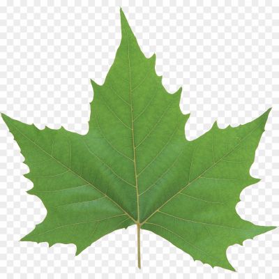 Leaf, Foliage, Greenery, Nature, Plant, Tree, Botanical, Chlorophyll, Photosynthesis, Veins, Stem, Branch.