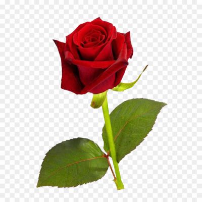 Gulab Ka Phool, गुलाब, Rose Flower, Rose Flowers