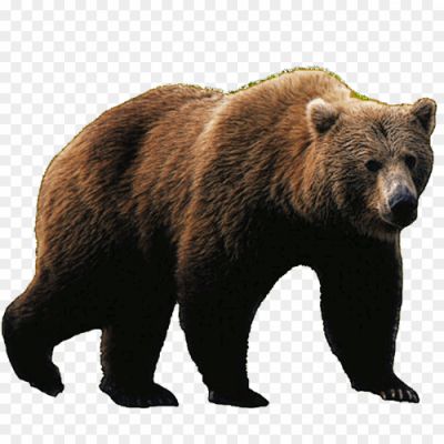 Sloth-Bear-PNG-Free-File-Download-Pngsource-87UMKWAM.png
