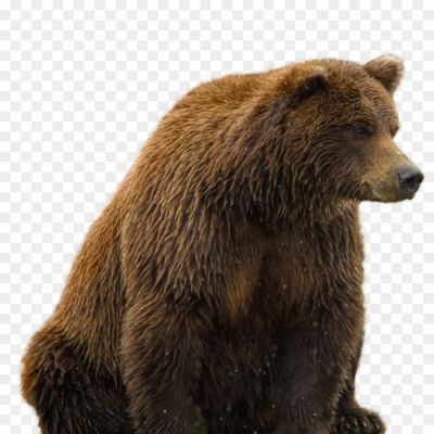 Sloth-Bear-PNG-Photo-Image-Pngsource-94D27PFT.png