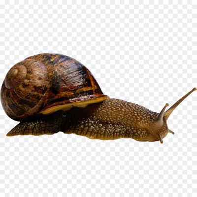 Snail-Background-PNG-Image-VSSHRQO0.png