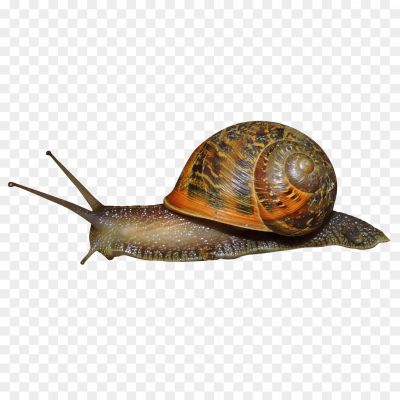 Snail-Clip-Art-Transparent-File-27ZYOZ5P.png