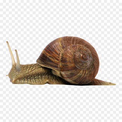 Snail-Download-Free-PNG-Clip-Art-AD8JL63H.png