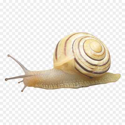 Snail-PNG-Background-Clip-Art-Pngsource-SC2R8QR6.png